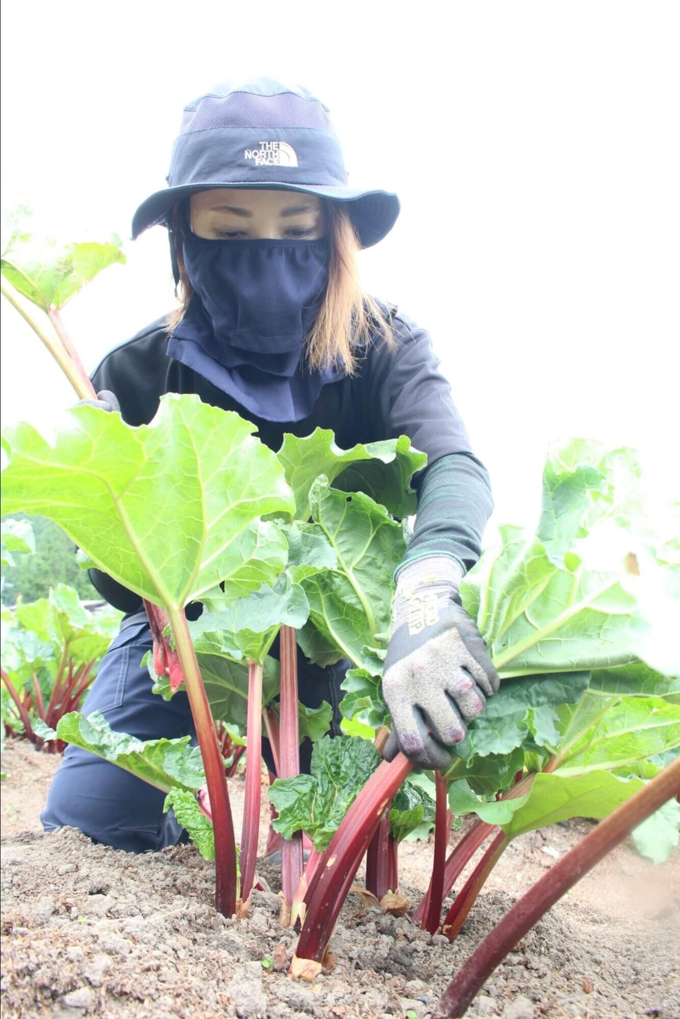 吉和でルバーブの収穫ピークに 公式 西広島タイムス 広島県西部 広島市 廿日市ほか の地域情報サイト