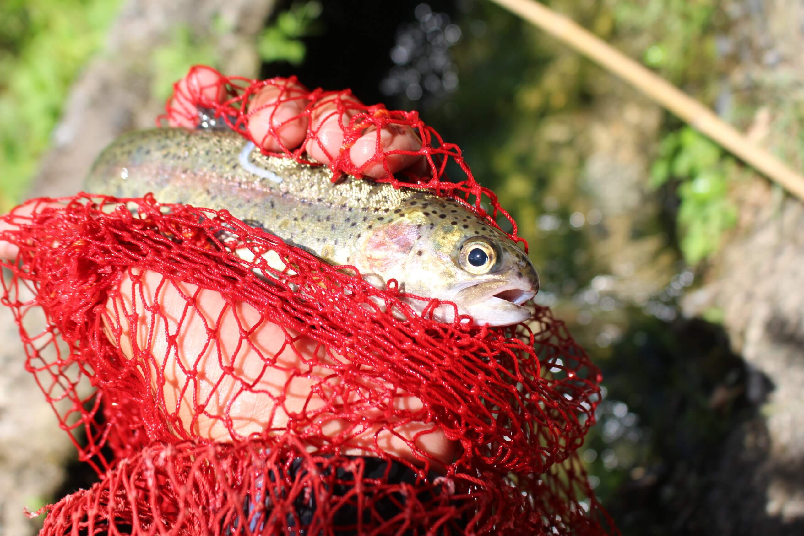 釣った魚は焼き魚や刺身に 魚の品質誇る養魚場の釣り堀 廿日市市佐伯地域 公式 西広島タイムス