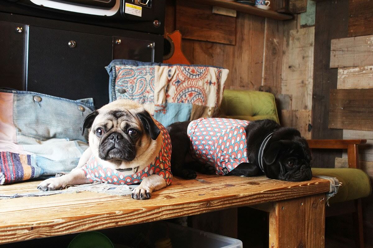 西広島エリアの看板犬】パグ3匹が待っている！西区「9689コーヒー」の