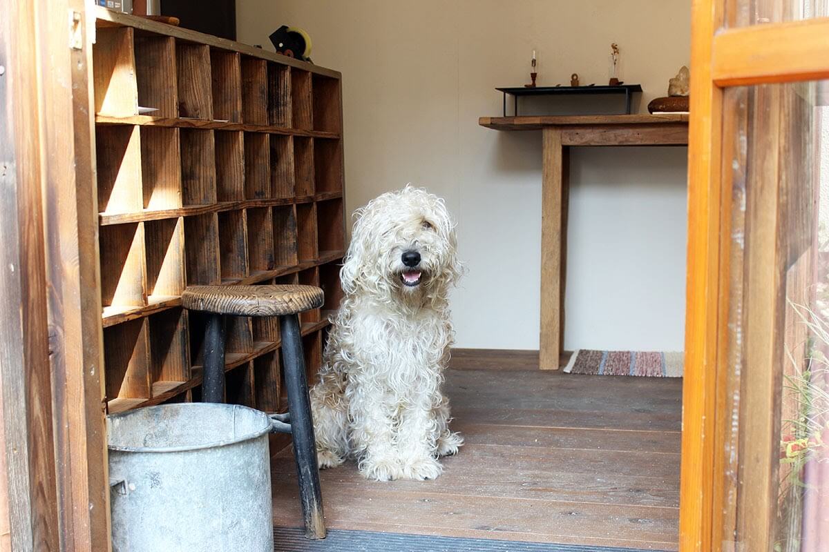 西広島エリアの看板犬 廿日市市宮島町の焼き菓子 木彫り雑貨の店 タムカイマ のレク 公式 西広島タイムス 広島県西部 広島市 廿日市ほか の地域情報サイト