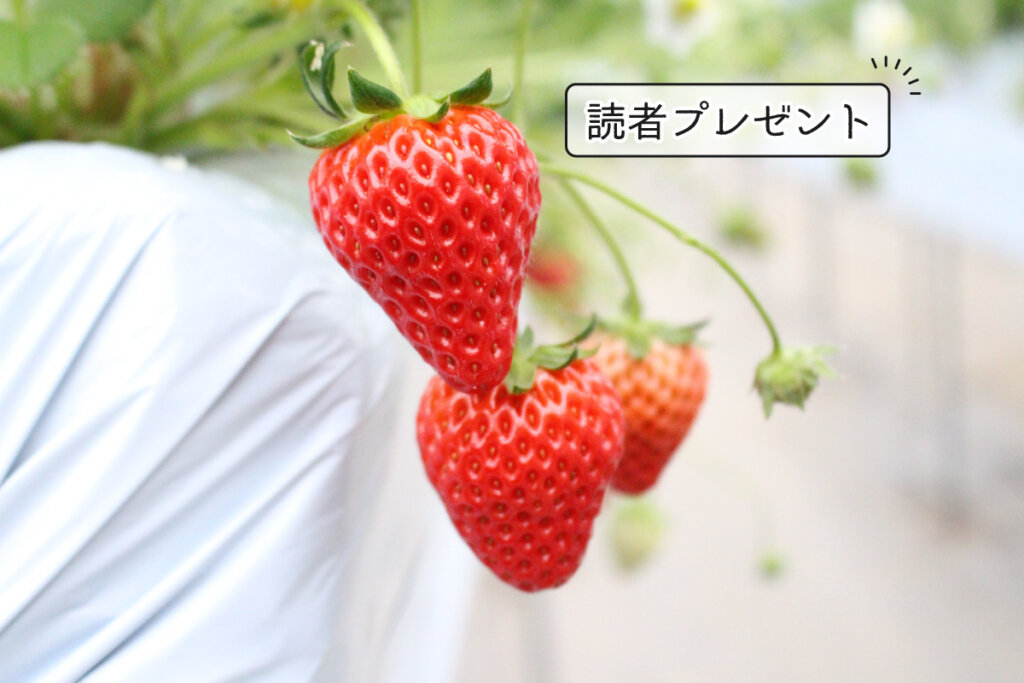 廿日市市で イチゴ狩り 始まる 田原観光農園で旬を味わおう 公式 西広島タイムス