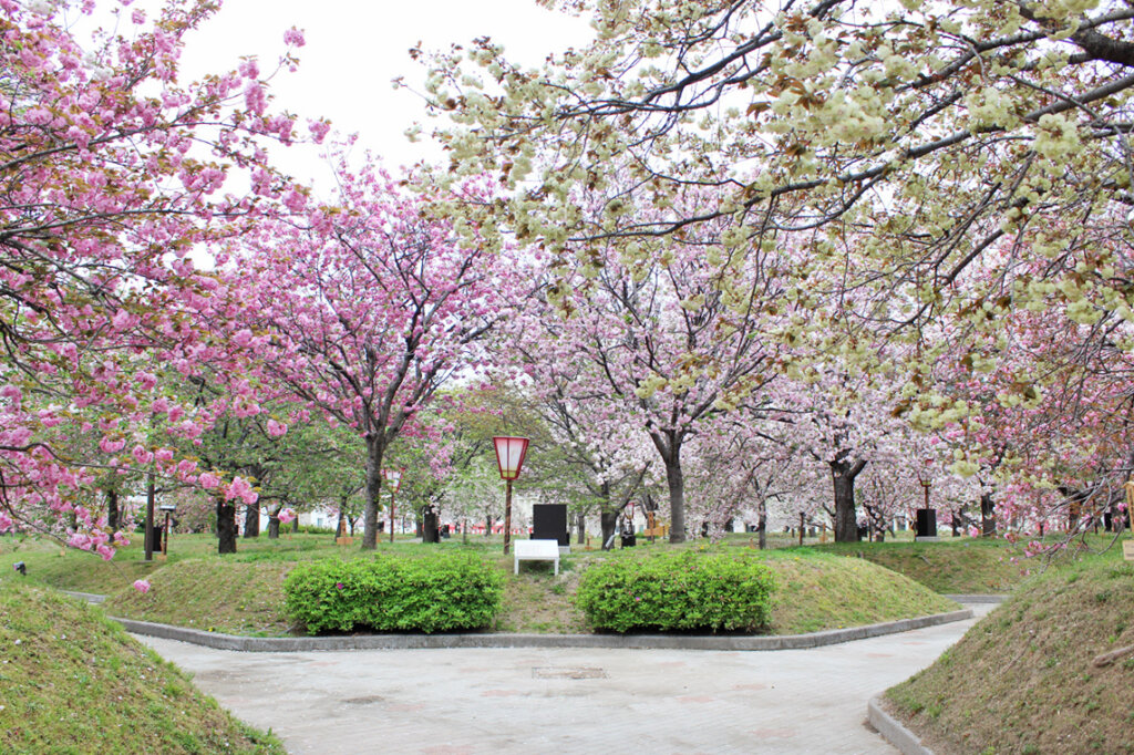 216本のサクラがお出迎え！造幣局広島支局の「花のまわりみち」4月13日 
