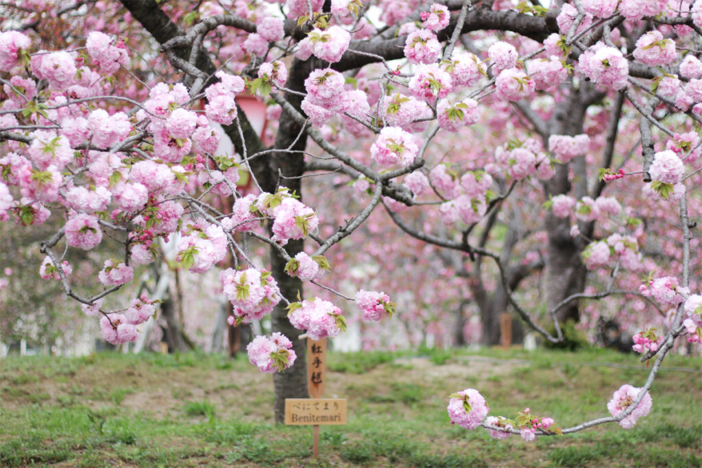 216本のサクラがお出迎え！造幣局広島支局の「花のまわりみち」4月13日