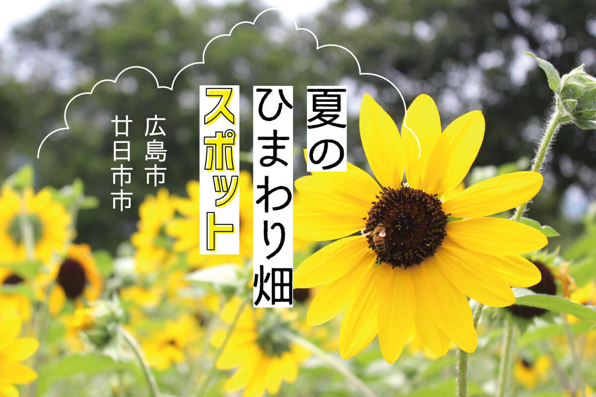 見頃を紹介♪広島のひまわり畑スポット【広島市・廿日市市】 | 【公式