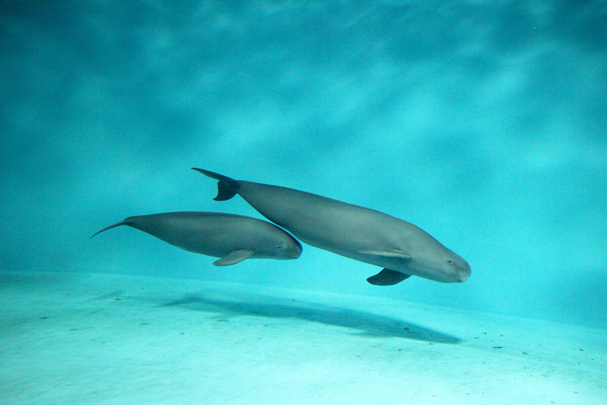 宮島水族館みやじマリン 入場券2枚 - 水族館