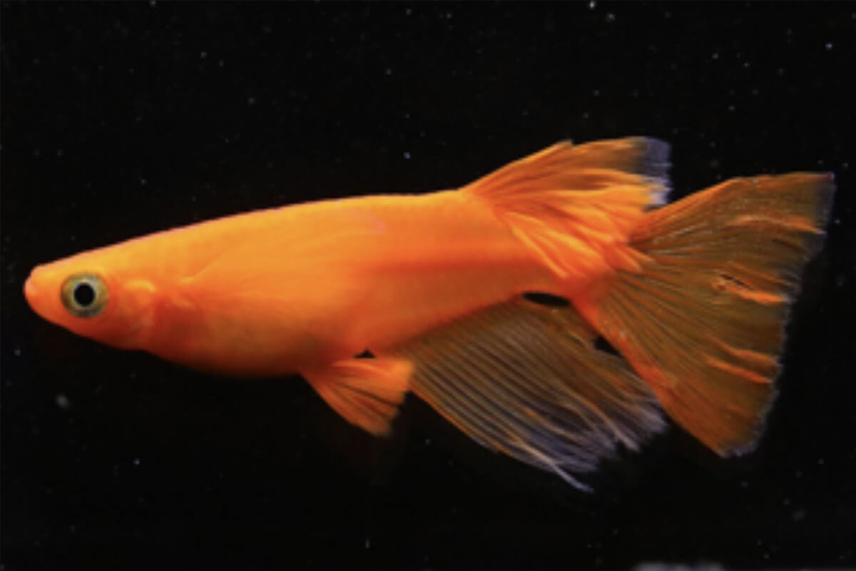 5月19日】はつかいちメダカまつり開催！メダカ品評会＆廿日の市（は