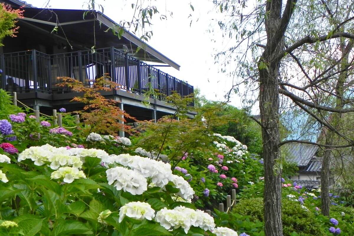 6月13・14日】見頃のアジサイを一般開放 潮美庵 | 【公式】西広島
